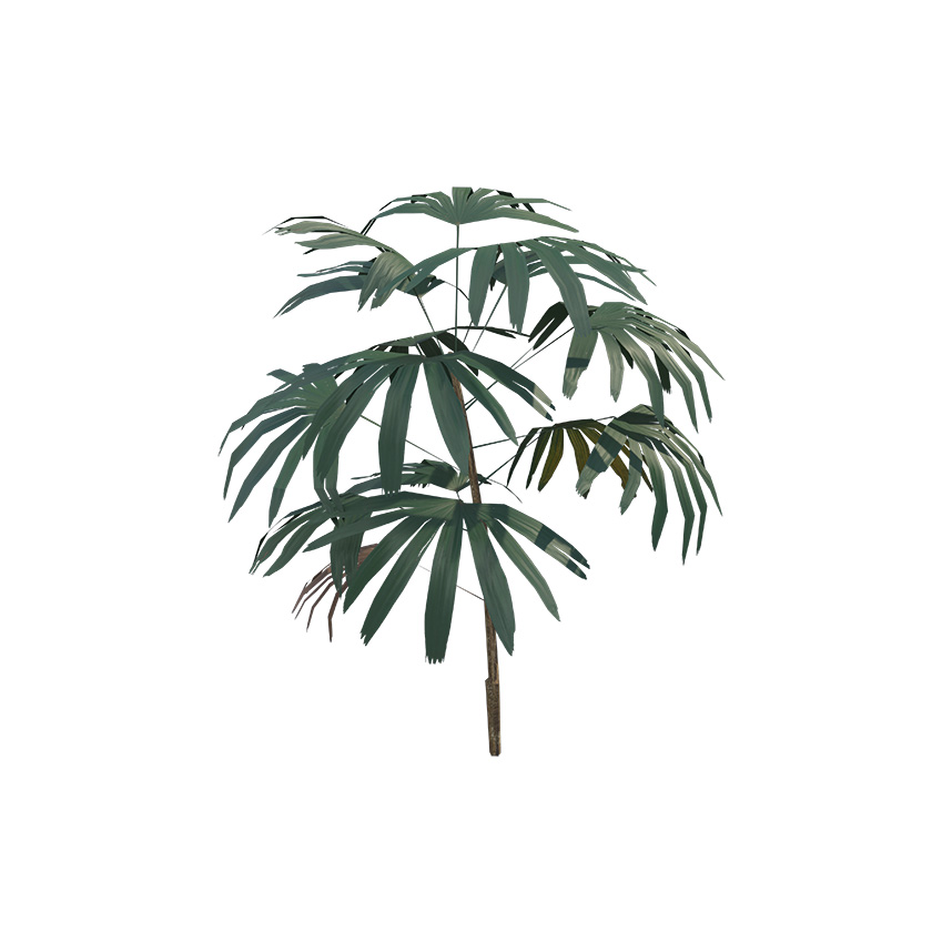 Rhapis excelsa - Lady Palm 02